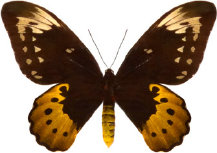 schmetterling0310113.jpg