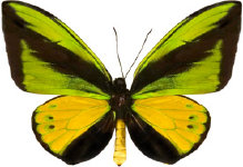 schmetterling0310114.jpg