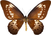 schmetterling0310115.jpg