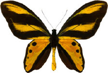 schmetterling0310116.jpg
