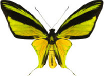 schmetterling0310117.jpg