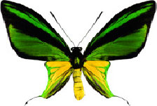 schmetterling0310118.jpg