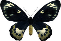 schmetterling0310119.jpg
