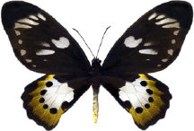 schmetterling0310120.jpg
