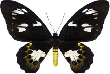 schmetterling0310121.jpg