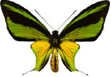 schmetterling0310122.jpg