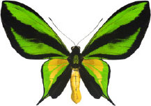 schmetterling0310123.jpg