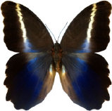 schmetterling0310125.jpg