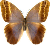 schmetterling0310126.jpg