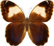 schmetterling0310128.jpg