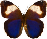 schmetterling0310129.jpg