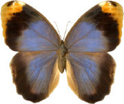 schmetterling0310130.jpg