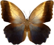 schmetterling0310131.jpg