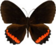 schmetterling031061.jpg