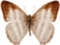 schmetterling031062.jpg