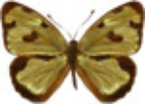 schmetterling031063.jpg