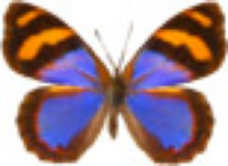 schmetterling031064.jpg
