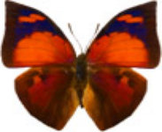 schmetterling031067.jpg
