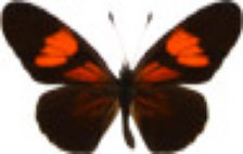 schmetterling031068.jpg