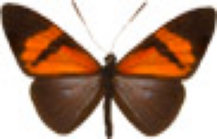 schmetterling031070.jpg