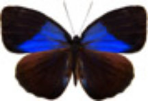 schmetterling031071.jpg