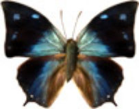 schmetterling031072.jpg