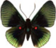 schmetterling031073.jpg