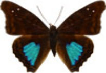 schmetterling031074.jpg