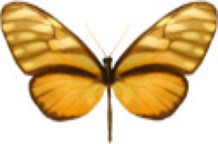 schmetterling031075.jpg