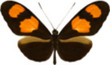 schmetterling031077.jpg