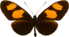 schmetterling031078.jpg