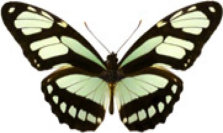 schmetterling031079.jpg