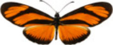 schmetterling031080.jpg