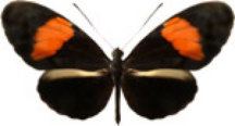 schmetterling031081.jpg