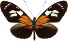 schmetterling031082.jpg