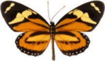schmetterling031083.jpg