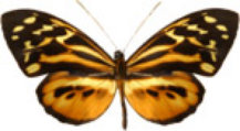 schmetterling031084.jpg