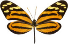 schmetterling031085.jpg