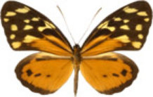schmetterling031086.jpg