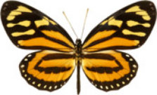 schmetterling031087.jpg