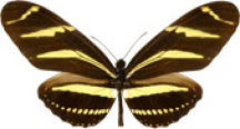 schmetterling031088.jpg