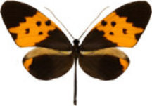 schmetterling031089.jpg