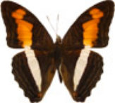 schmetterling031090.jpg