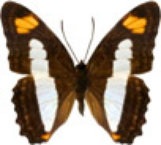 schmetterling031091.jpg