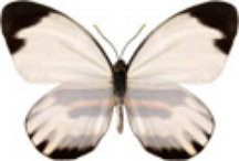 schmetterling031092.jpg