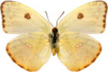 schmetterling031093.jpg