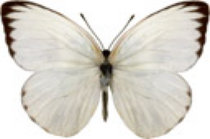 schmetterling031094.jpg
