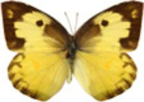 schmetterling031095.jpg