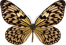 schmetterling031096.jpg
