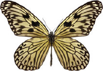 schmetterling031097.jpg